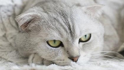 开云电子竞技-法国主场大胜，提前锁定小组第一，法国上一场比赛